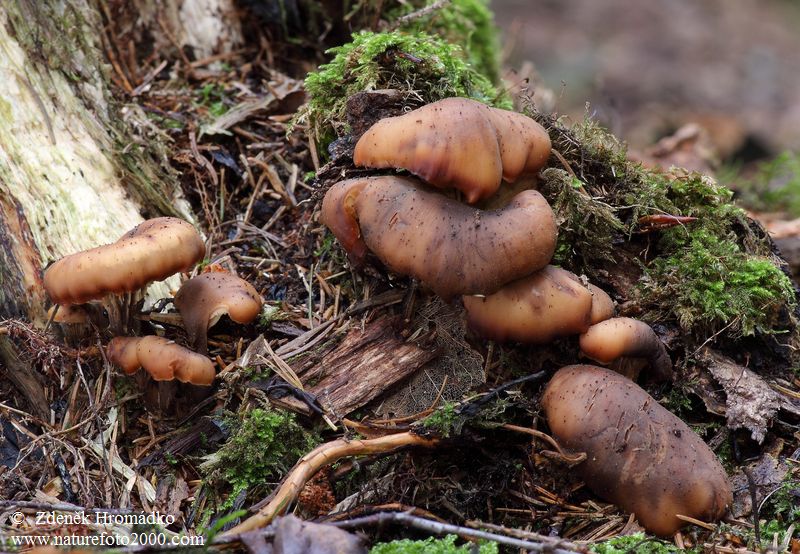 Houžovec hlemýžďovitý, Lentinellus cochleatus (Houby, Fungi)